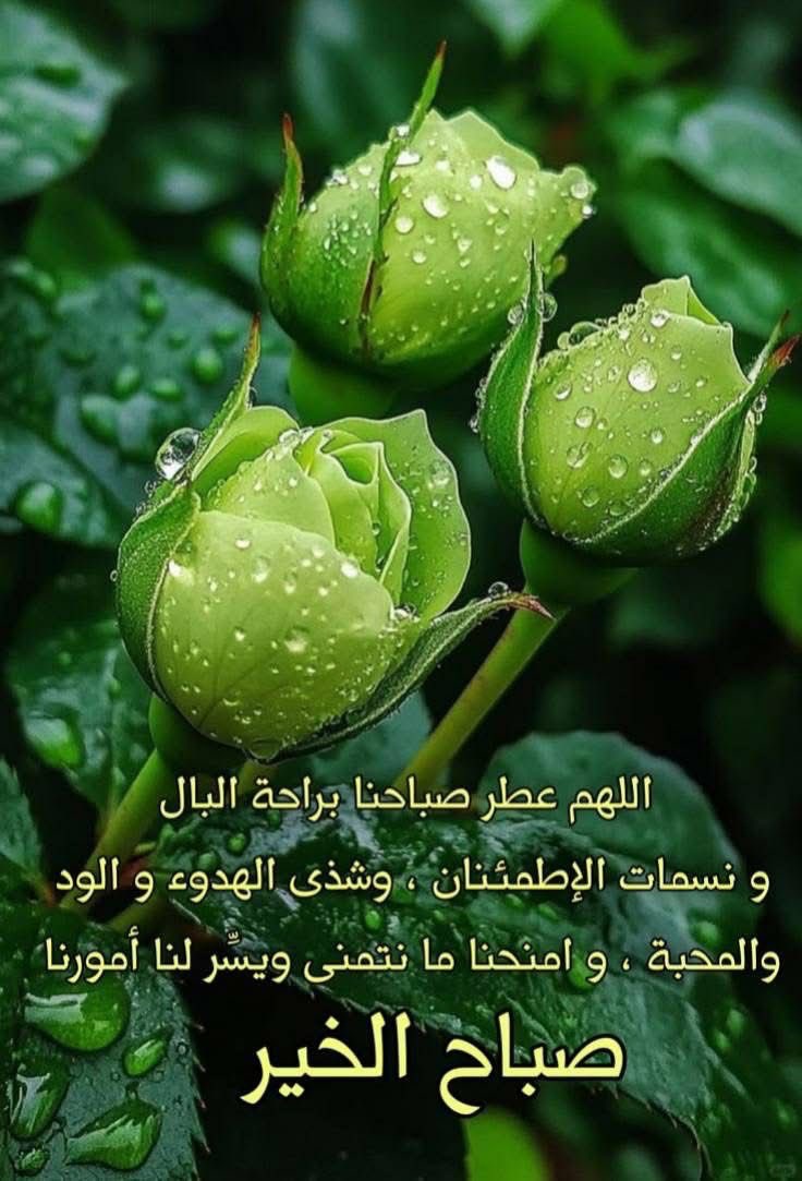 عطرالورد💙عالمية💙 tweet media