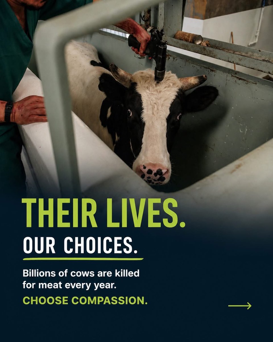nasrene41's tweet image. #Vegan #PlantBased #AnimalsAreSentient #AnimalRights

THEIR LIVES.
OUR CHOICES.

Billions of cows are killed for meat every year.

CHOOSE COMPASSION.
