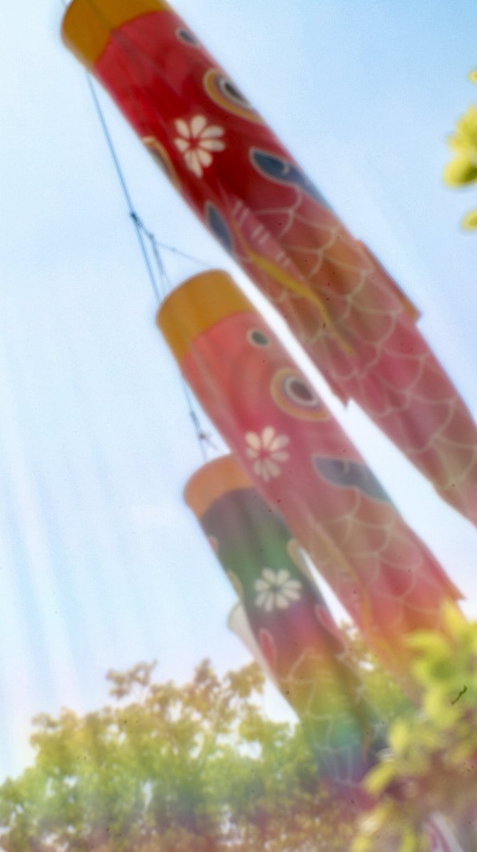 QJo6JBllW1iMHtf's tweet image. 鯉のぼり🎏

　青天を渡る

　風吹けば
　空を泳げる
　命あり
　青の彼方に
　願いのぼりて

#コダックベス単フード外し
#Lightroom
#白鳥庭園

縦位置の為タップしてﾈ🙏

　　　　　🎏