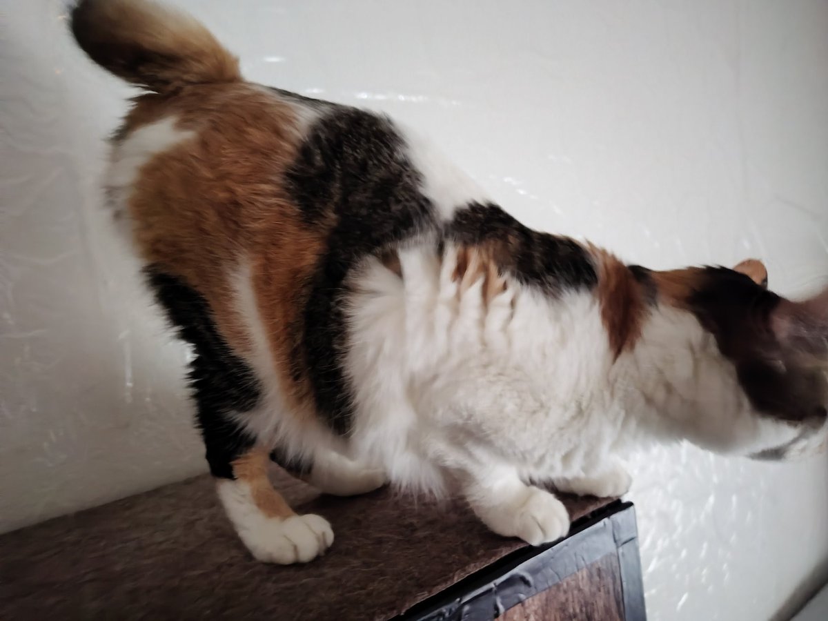 三毛猫様♡ありがとうございます♡ 三毛猫三姉妹のお昼寝♡ 癒されすぎる3ショット🩷って思ったら ごま