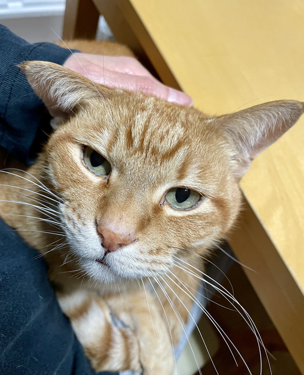 猫野ソラ (@nekonosora28) / Posts / X