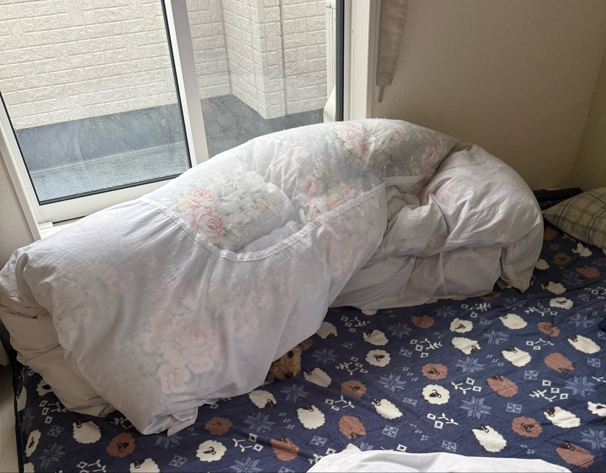 Rau_717's tweet photo. おはようございます🐶
雨の日はまだ眠いそうです🥱💤 https://t.co/JOG2Y6sbei