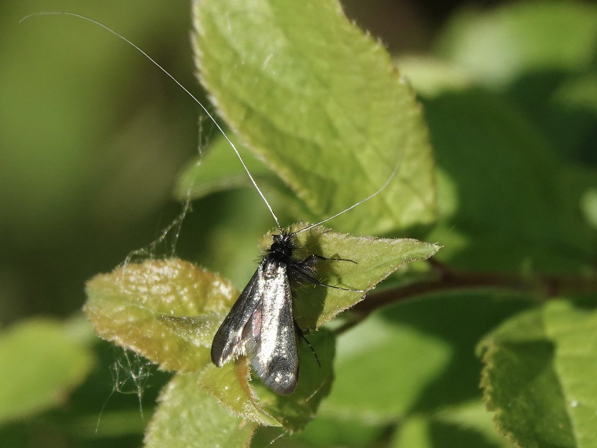 loosemum's tweet image. #InsectThursday Green Longhorn Moth 1 of 2 seen 30/4/26 Summer Leys @wildlifebcn @savebutterflies #mothsmatter