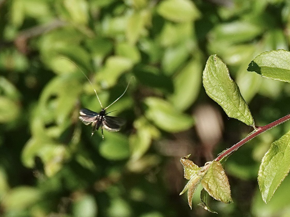 loosemum's tweet image. #InsectThursday Green Longhorn Moth 1 of 2 seen 30/4/26 Summer Leys @wildlifebcn @savebutterflies #mothsmatter