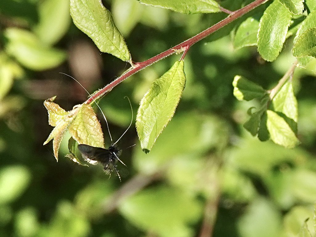 loosemum's tweet image. #InsectThursday Green Longhorn Moth 1 of 2 seen 30/4/26 Summer Leys @wildlifebcn @savebutterflies #mothsmatter