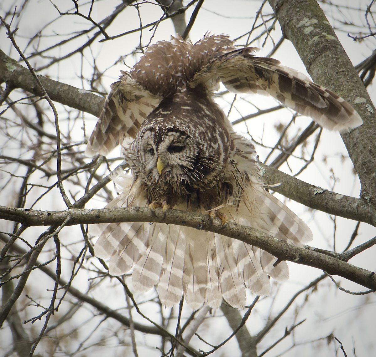 RoppityPhotos's tweet image. Have a nice evening everyone.  #Erie #Stretch #BarredOwl #Owls #Wildlife #WildlifePhotography