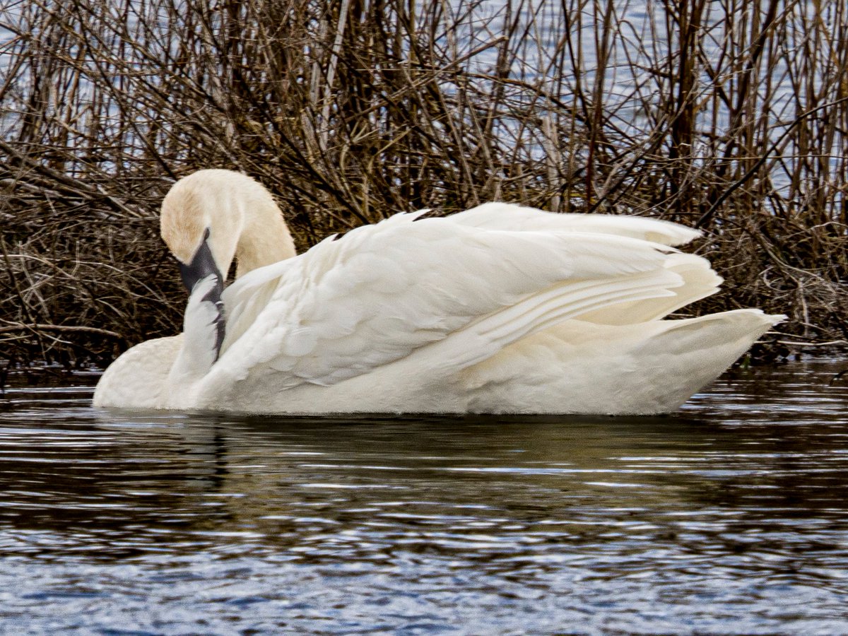 #SeasonOfHappiness Fan Dance at Tommy Thompson Park on the Leslie Spit. Trumpeter Swan.