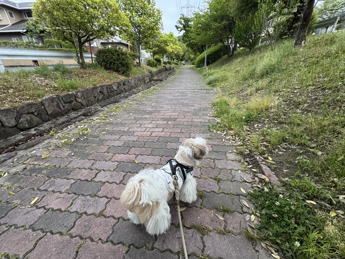 シーズーはに丸🐶💕 tweet media