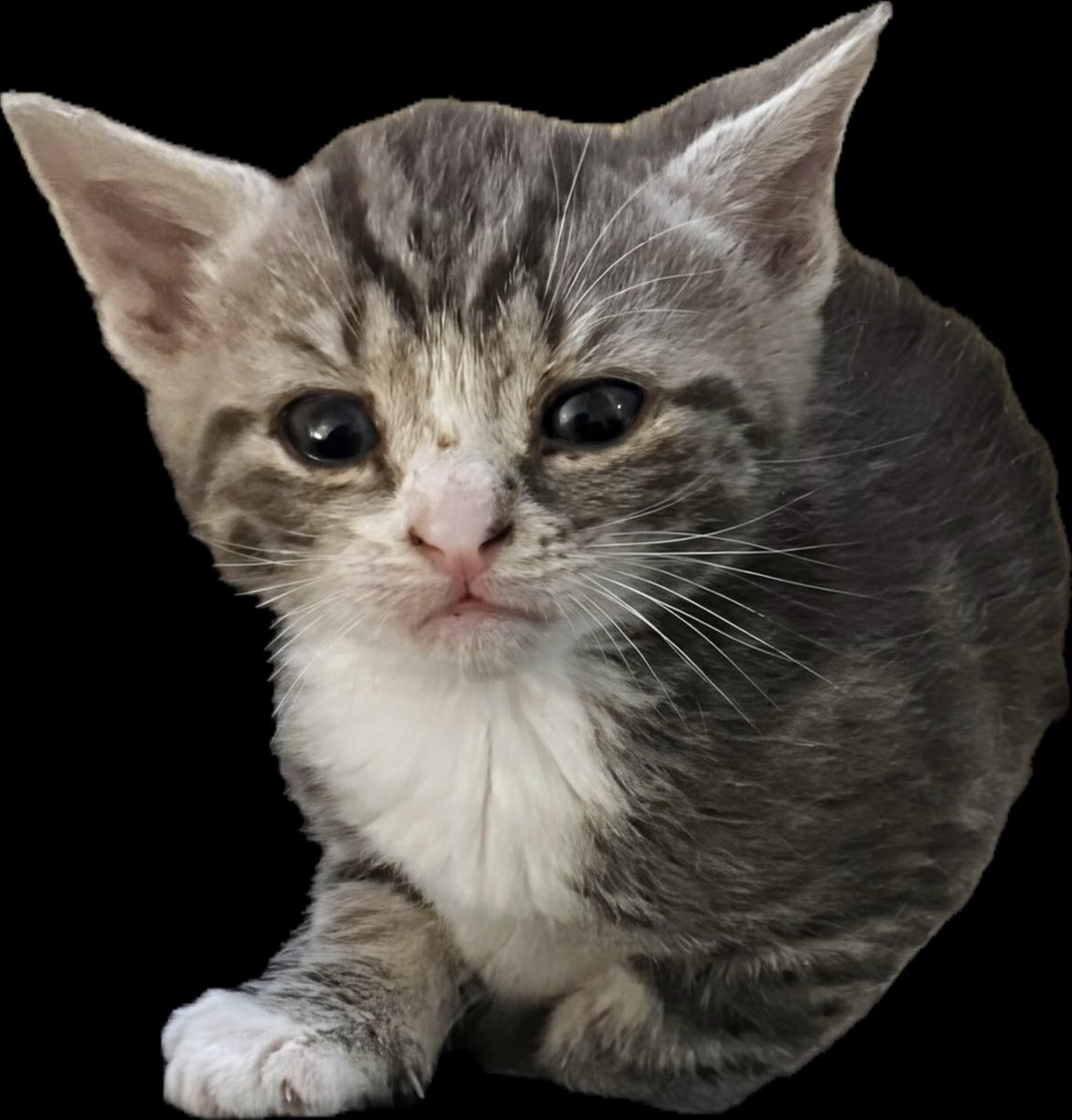mogtacular tweet media