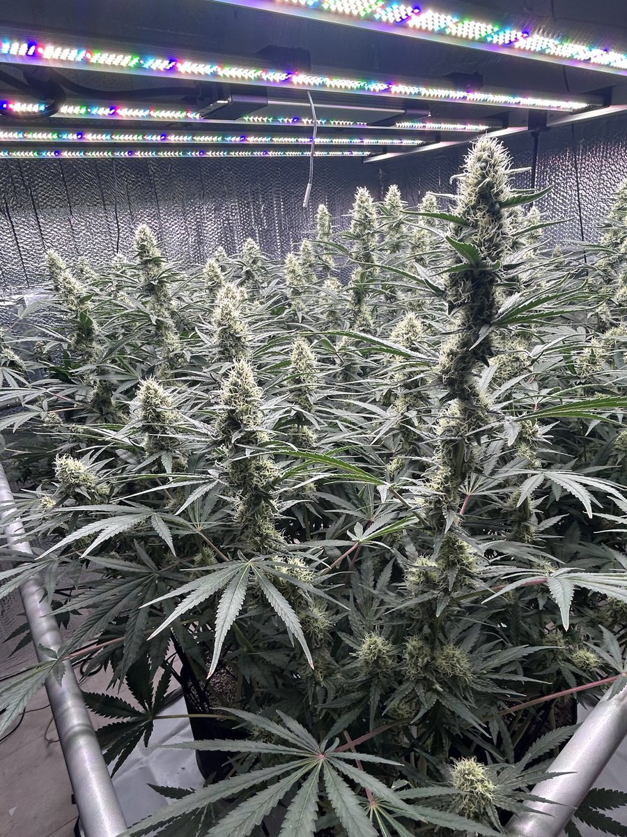 thecannalife420's tweet image. Day 37 🌱— Triple Cheese 🧀 🔥 

Dialed feed, dialed environment, no wasted energy.

Frost building early, structure stacking clean.

Slowly tapering N. Pushing the line without crossing it. 💪 

#growyourown #flowerlove #plantbasedlifestyle #indoorplants #lovemygarden