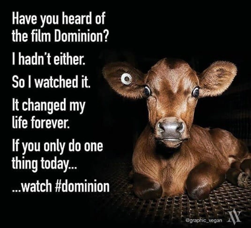 veganfuture's tweet image. 