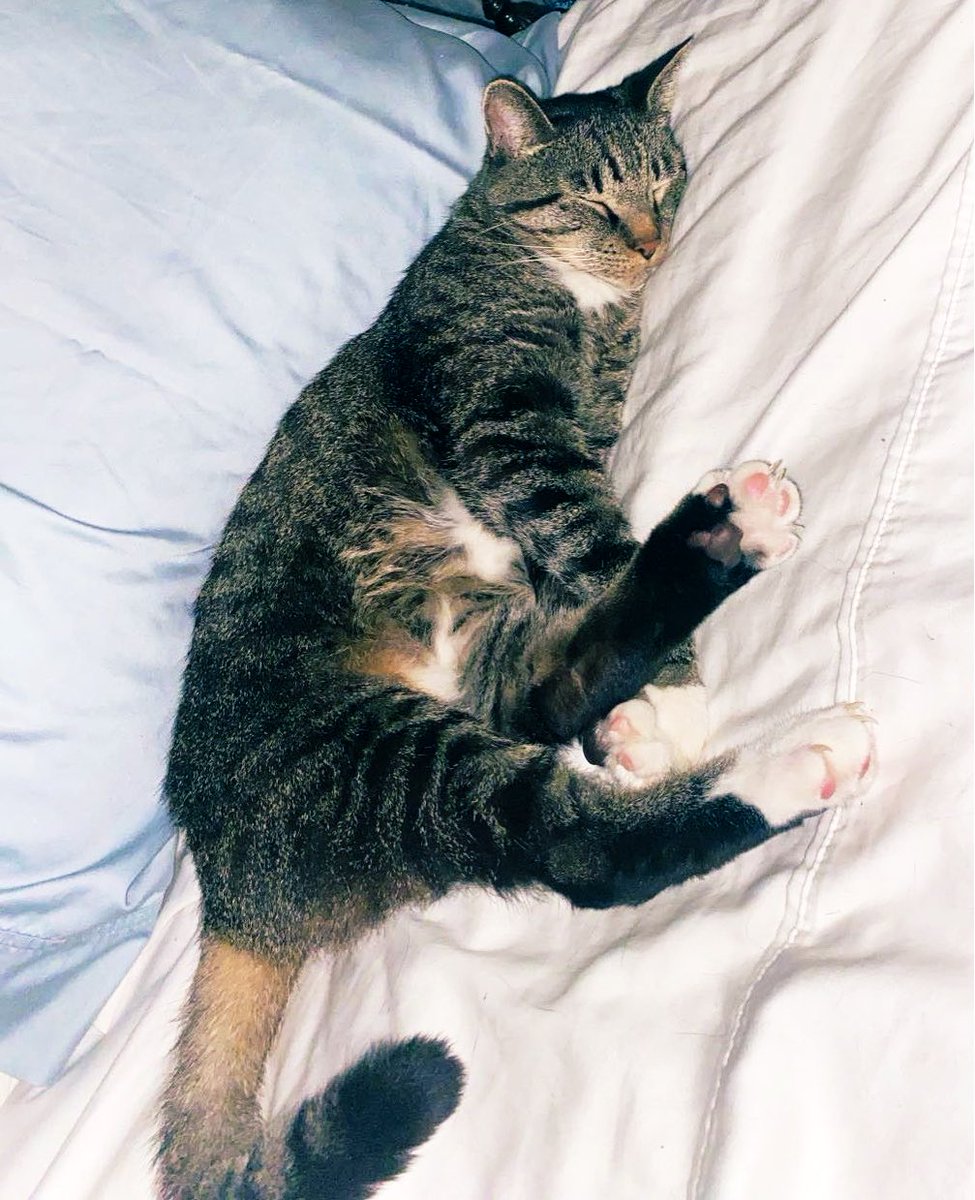 FaiithXCVII's tweet image. My baby boy angel passed away last night R.I.P to my love Jeeter I’ll miss you forever. #cats #rip #mybaby 🐱🐱🐱