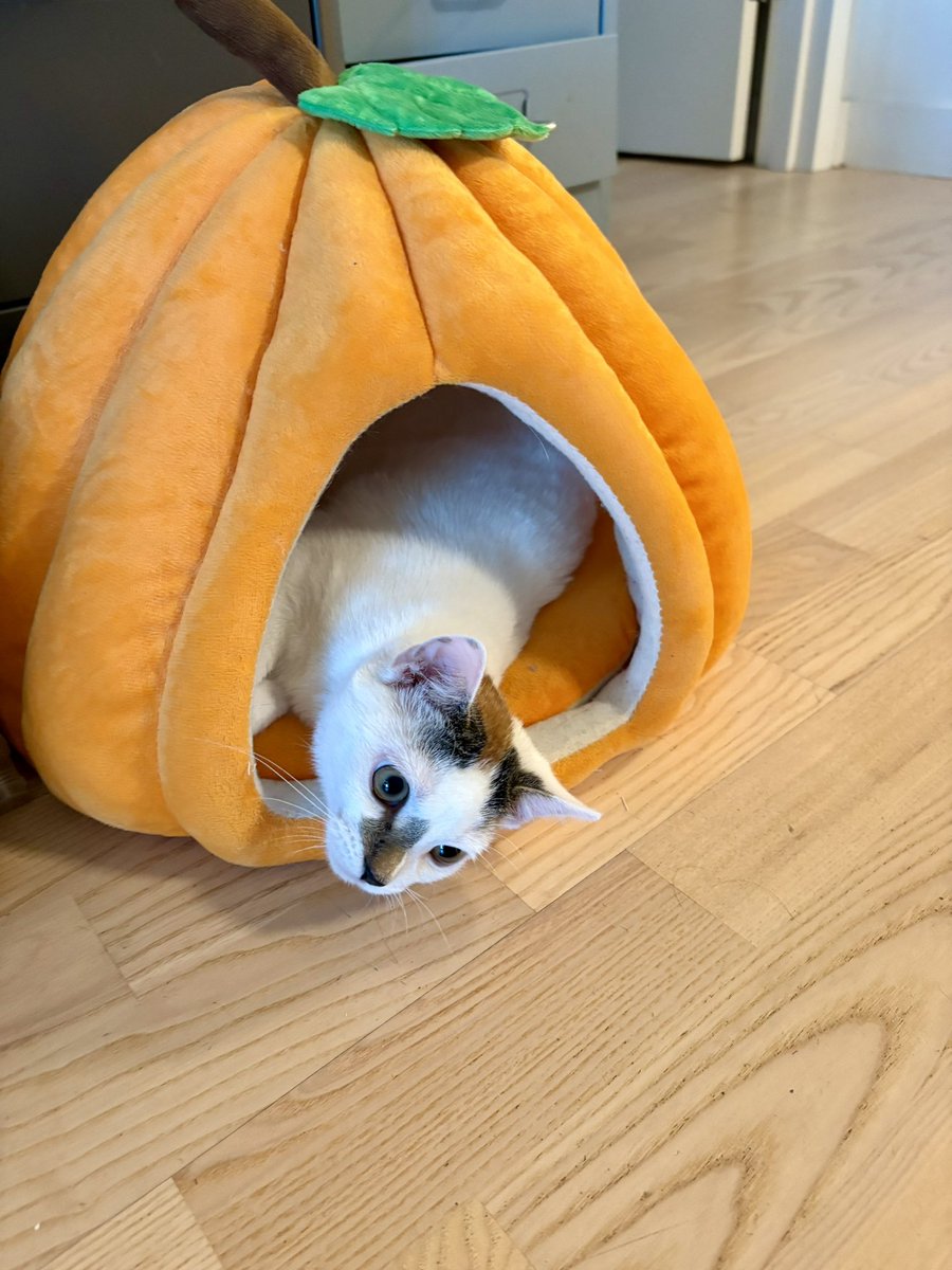 After dinner pumpkin time: