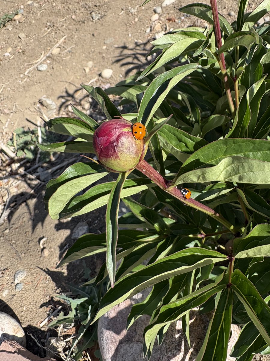 chersmithbooks's tweet image. #InsectThursday Every bloom on this plant had at least one or two ladybugs on it.