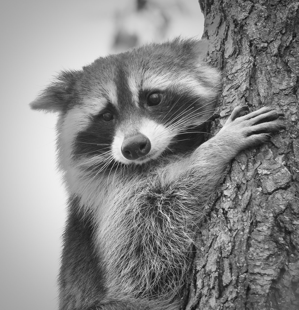 RoppityPhotos's tweet image. Backyard visitor the last few weeks. #MyYardMyRaccoon #Raccoons #Wildlife #WildlifePhotography #Nature #NaturePhotography #BlackAndWhite #BlackAndWhitePhotography