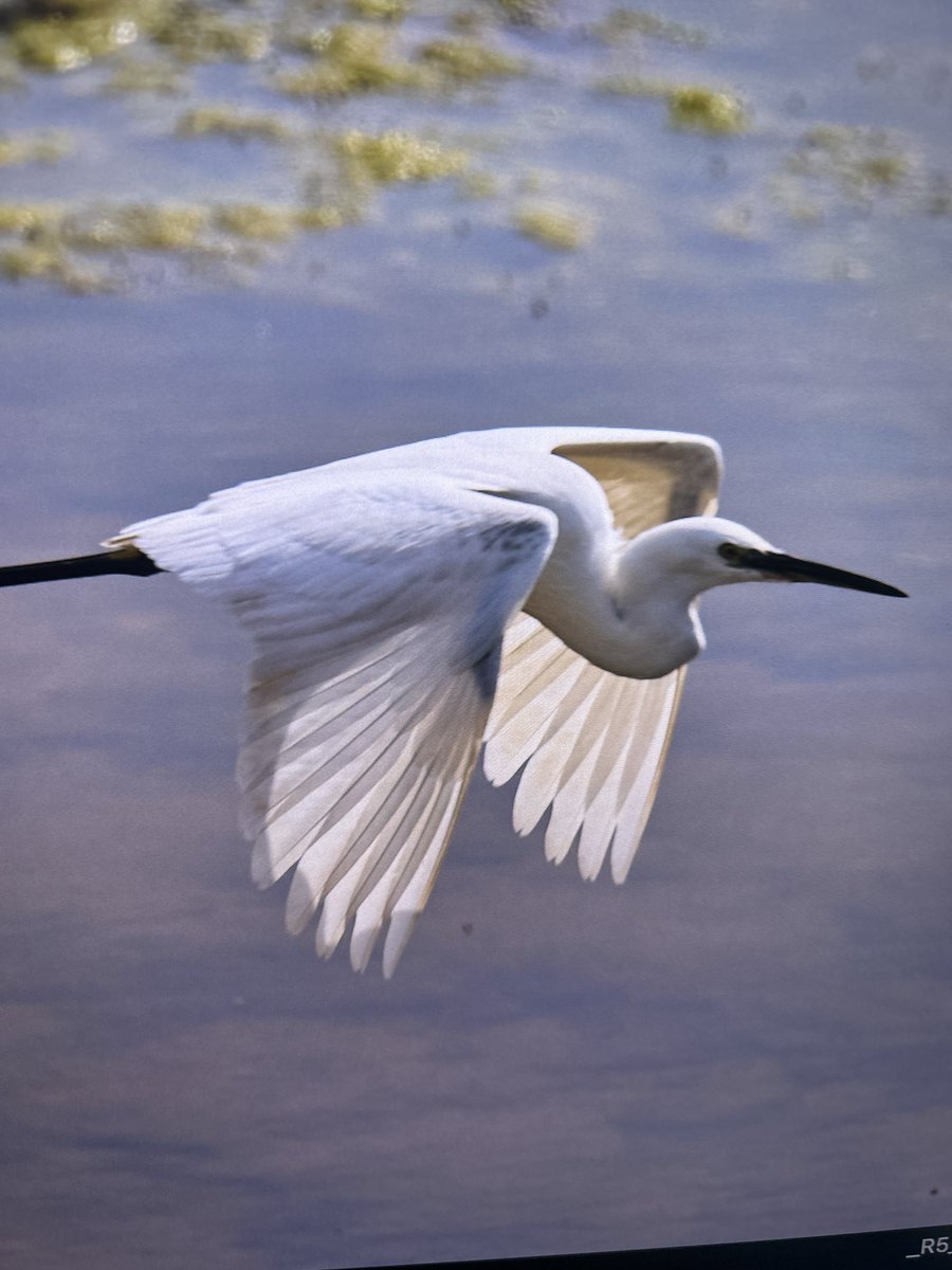 marsphotographe's tweet image. Con el #rf100500 todo es más sencillo #canon #aves