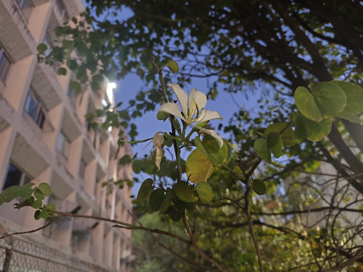 LuisFTaboada's tweet photo. Una flor por la mañana. https://t.co/myB8CdrtID