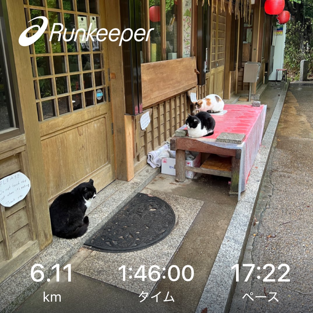 wilddclub97's tweet image. 5度目のツイタチ
前が見えなくなる位の大雨で屋根に避難
五月は特別なのか大雨でも人は多かったです

桐の花も咲いてました

久しぶりに猫が集まっている姿を見た
去勢のせいか少なくなったものだ

生きとし生けるものが幸せでありますように

#walking
#runkeeper
#garmin
#通勤散歩
#伏見稲荷
