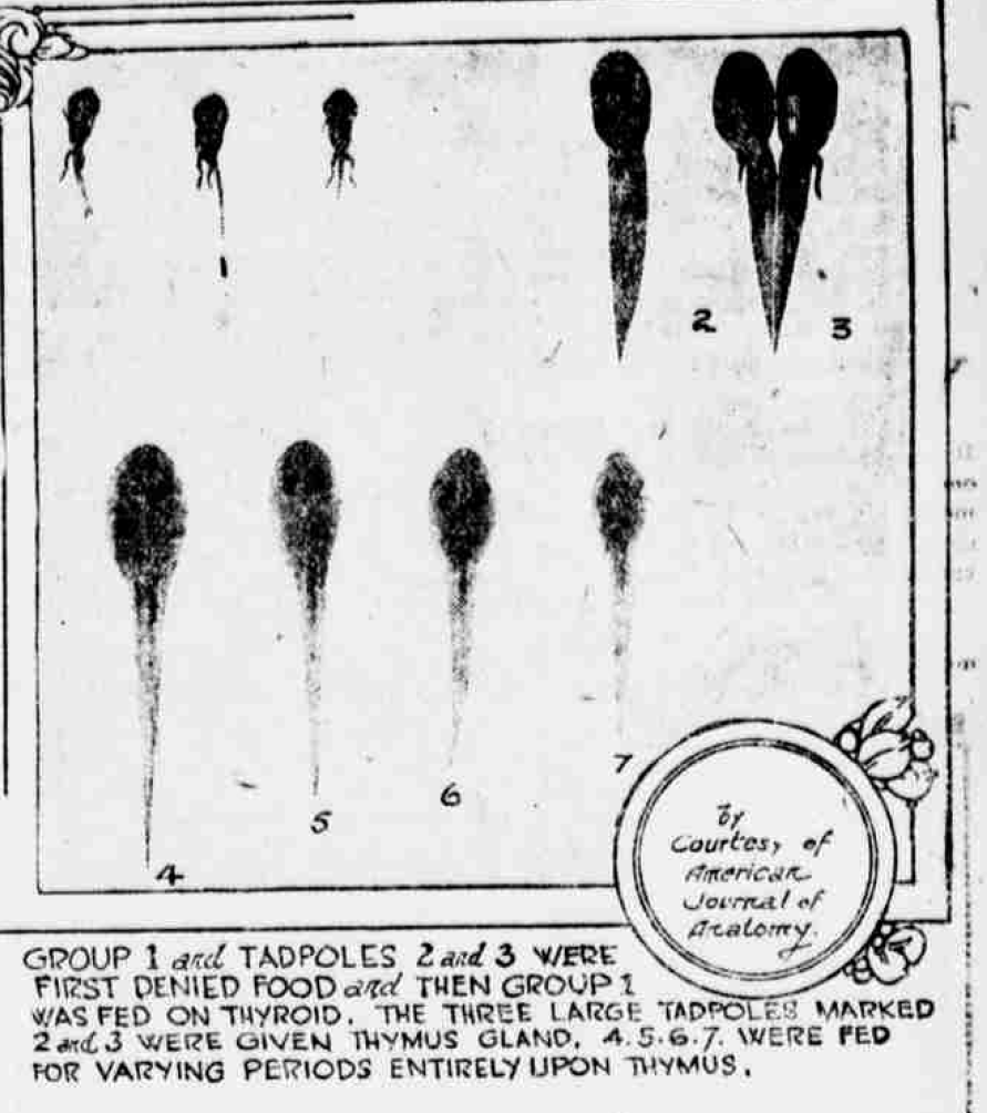 1917 article about feeding humans brain tissue to become a "Superman" that "Defies Old Age"

They were grinding up pineal, pituitary and adrenal glands, and giving them to frogs, livestock and even human children.

This experiment was extracting "tethelin" from pituitary glands.