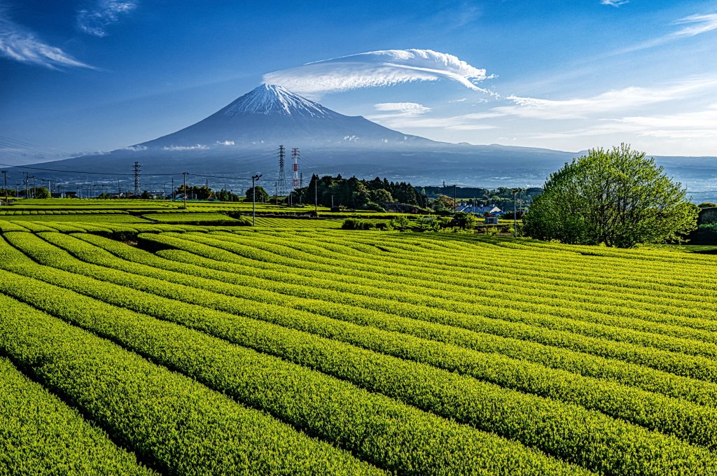 taitan21's tweet photo. おはようございます。
美しい新茶の畝が広がる丘からの富士山風景です！ https://t.co/tox9A96sWH