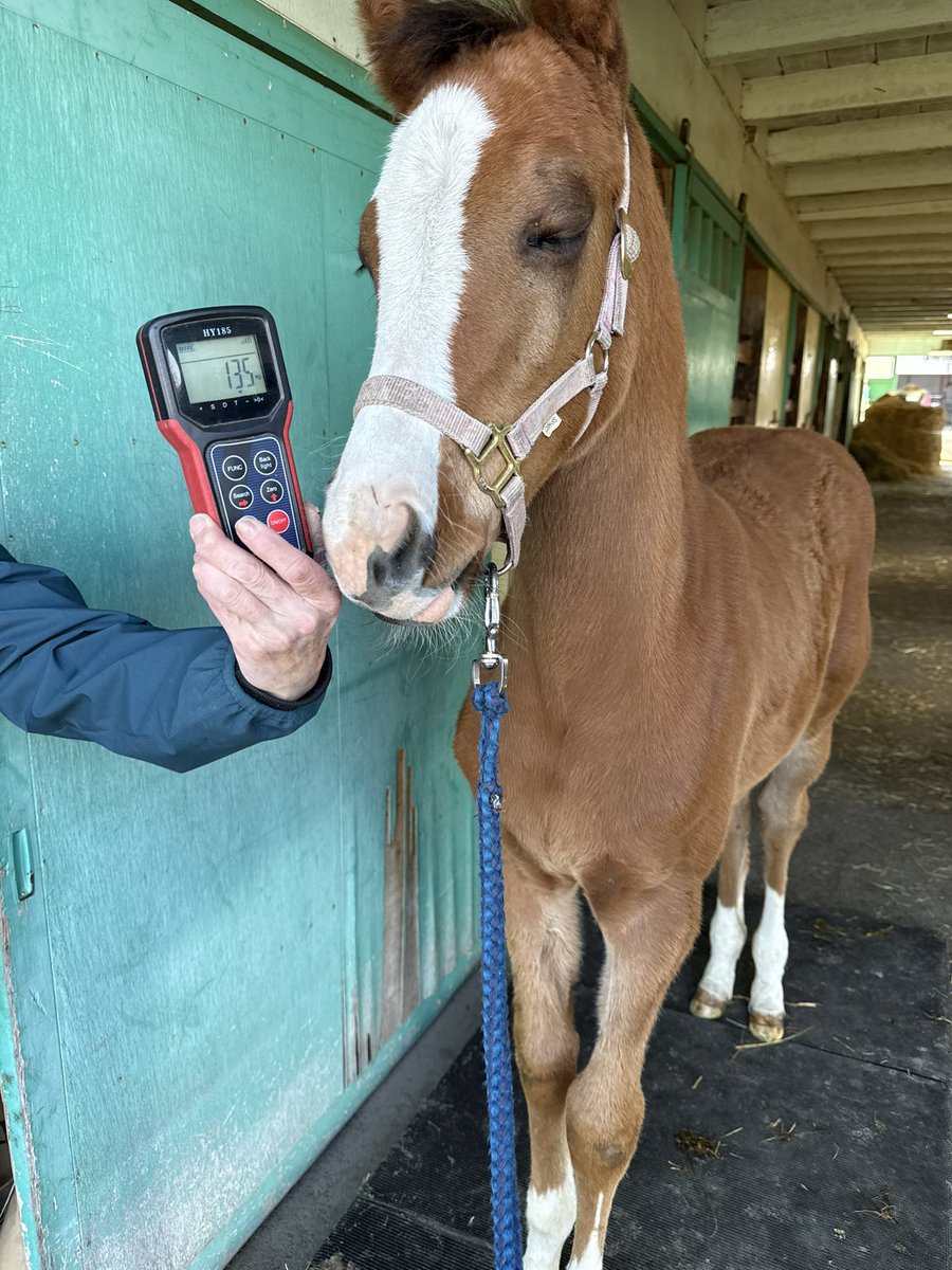 月初めは当歳＆1歳馬の体重測定。 ベリ子ちゃん、順調に育ってます😌✨