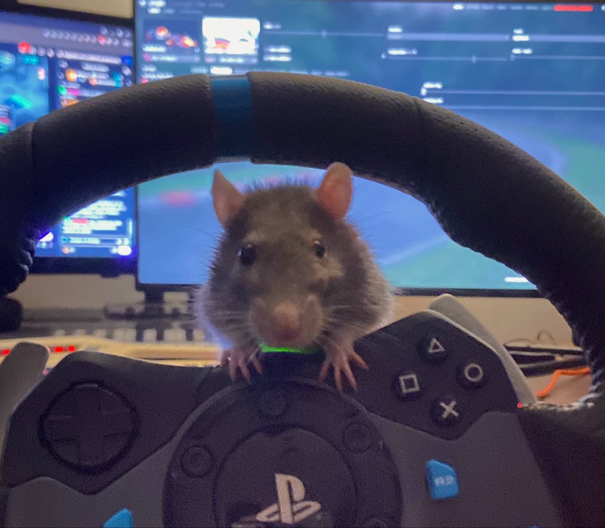 La moyenne d’âge des rats c’est 22 mois 
Aphra qui va avoir 39 mois :