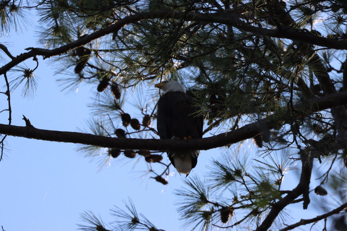 CMark83822's tweet image. Bald Eagle
#BirdsOfTwitter #Balance