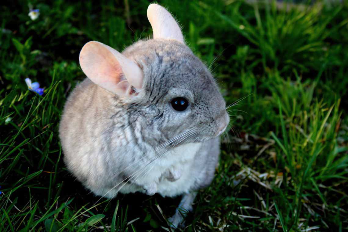 Chinchilla Every Hour (and a half) tweet media