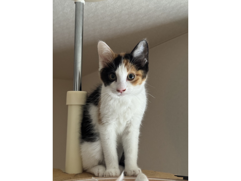 子猫の三毛猫ミケちゃん
静岡県 ♀ 生後3ヶ月 の"ミケちゃん"ちゃんです。
 #猫の里親募集 #静岡県
詳細：neko-jirushi.com/foster/235041/
写真：