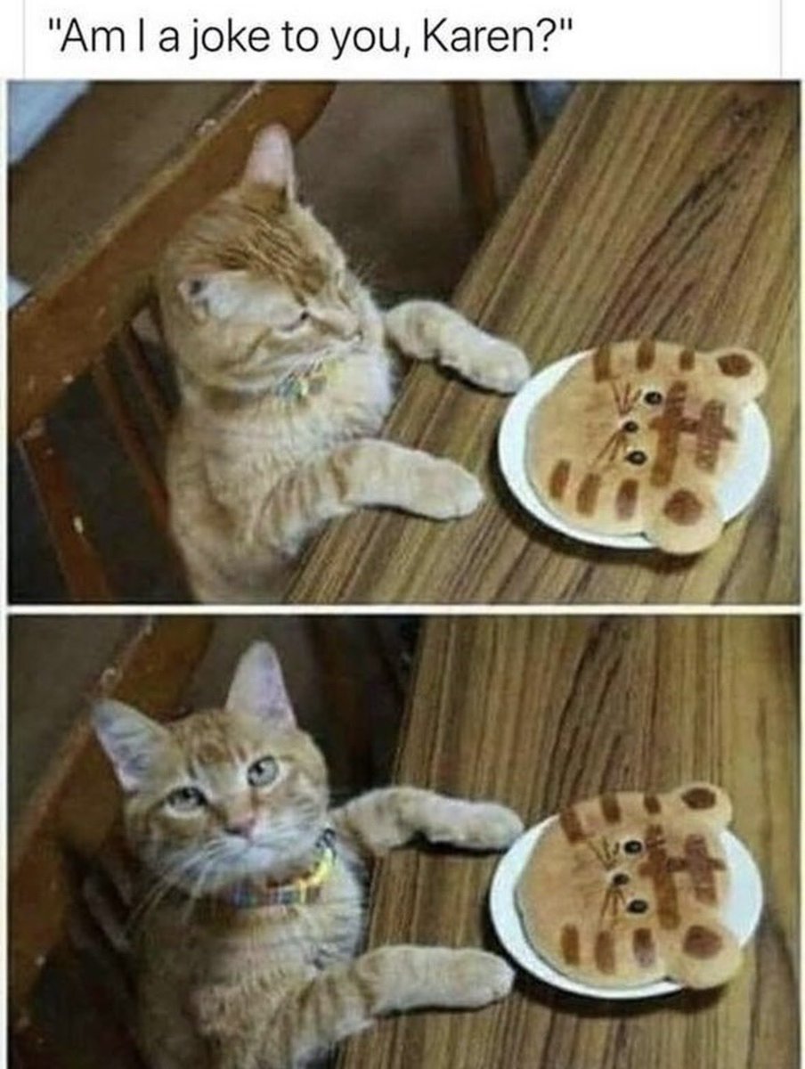 dcd728's tweet image. When #kitty is not #impressed with #Mom #culinary #skills