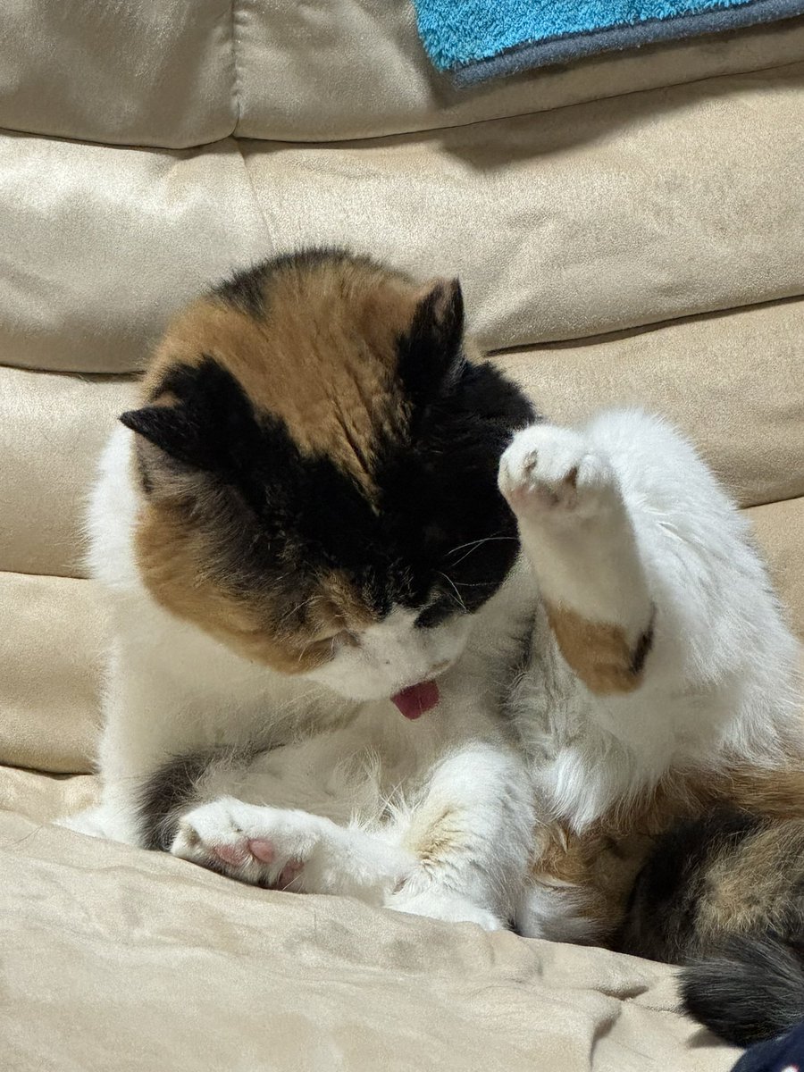三毛猫様♡ありがとうございます♡ ありがとう大阪関西万博💕 ミャクミャク様と、猫の毛玉で作った