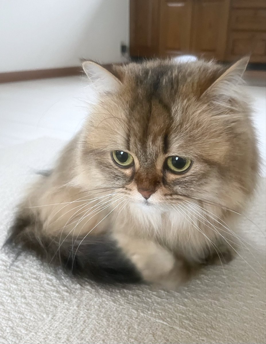 茶々ママ tweet media