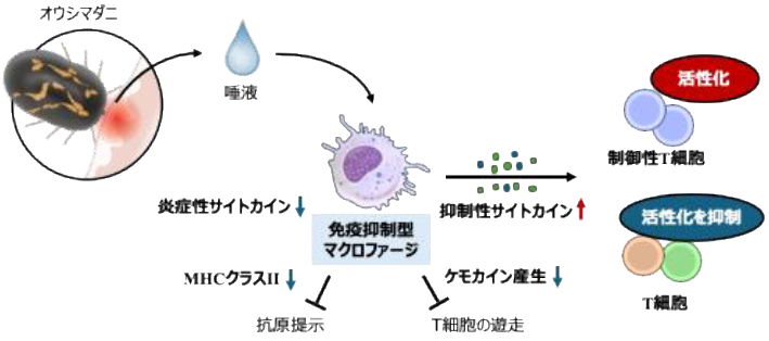 HokkaidoUnivPR's tweet photo. 【研究成果】
マダニの唾液はマクロファージ依存性に宿主免疫を抑制する～制御性T細胞の誘導を介したマダニの免疫回避機構の解明に期待～（獣医学研究院　教授　今内　覚）

詳細はこちら
https://t.co/QXiGMDpMpo

#北海道大学 #北大 https://t.co/6LN1kZf7wm