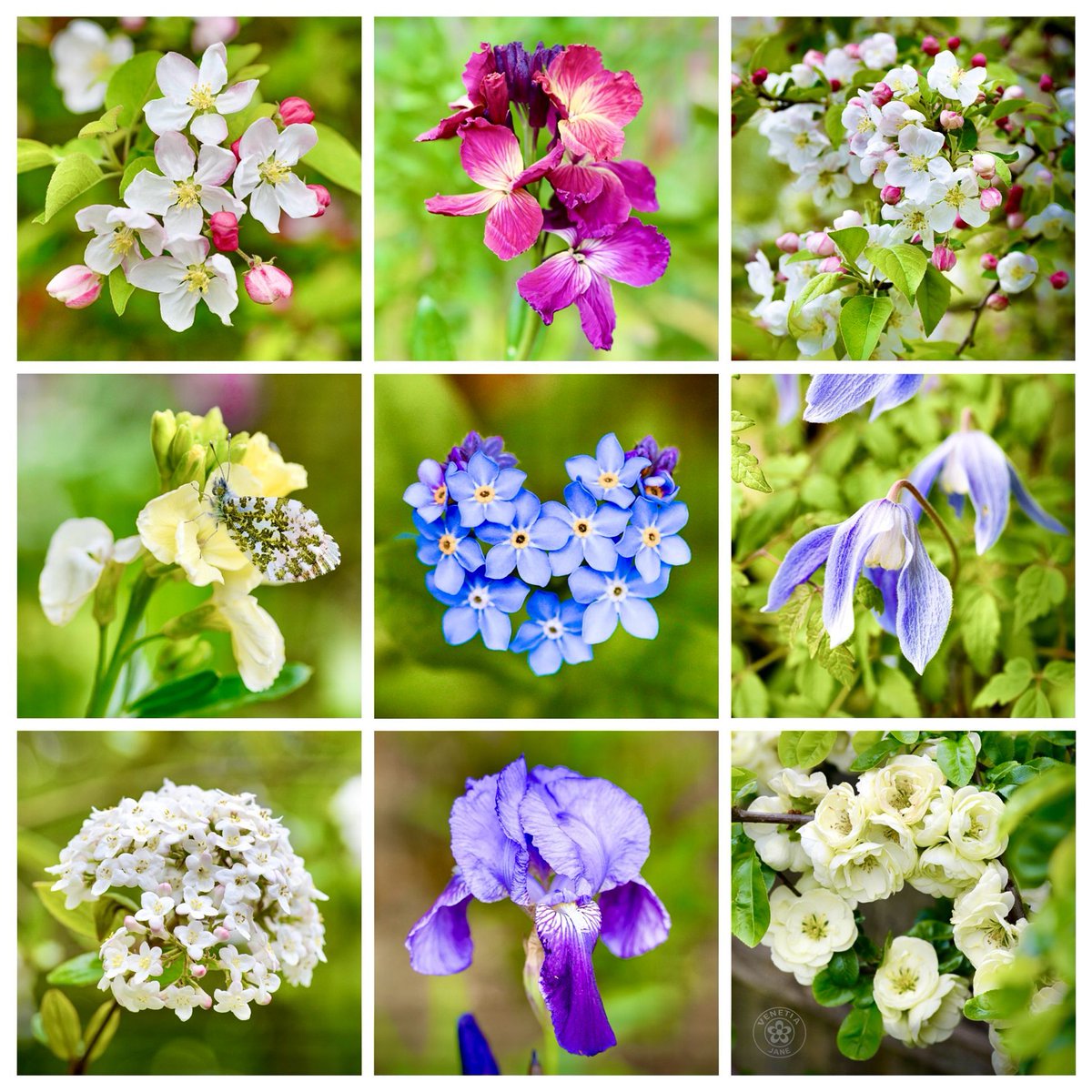 VenetiaJane's Garden tweet media