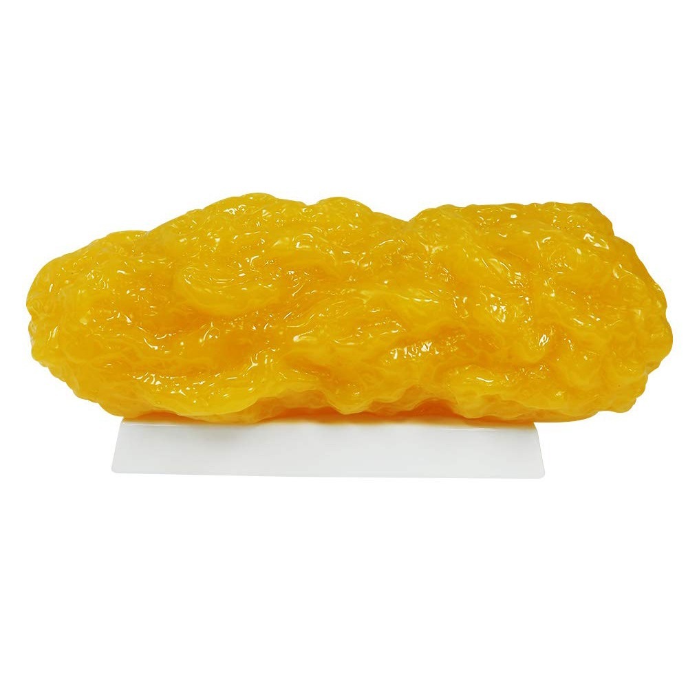 UnicunShop's tweet photo. Provide a profound visual experience with the Human Body Fat Replica. This lifelike, tactile tool is an essential resource for health professionals and educators to demonstrate physical changes. https://t.co/VQvdp0Yq13
#HealthEducation #MedicalTools https://t.co/kMBH7iZzva