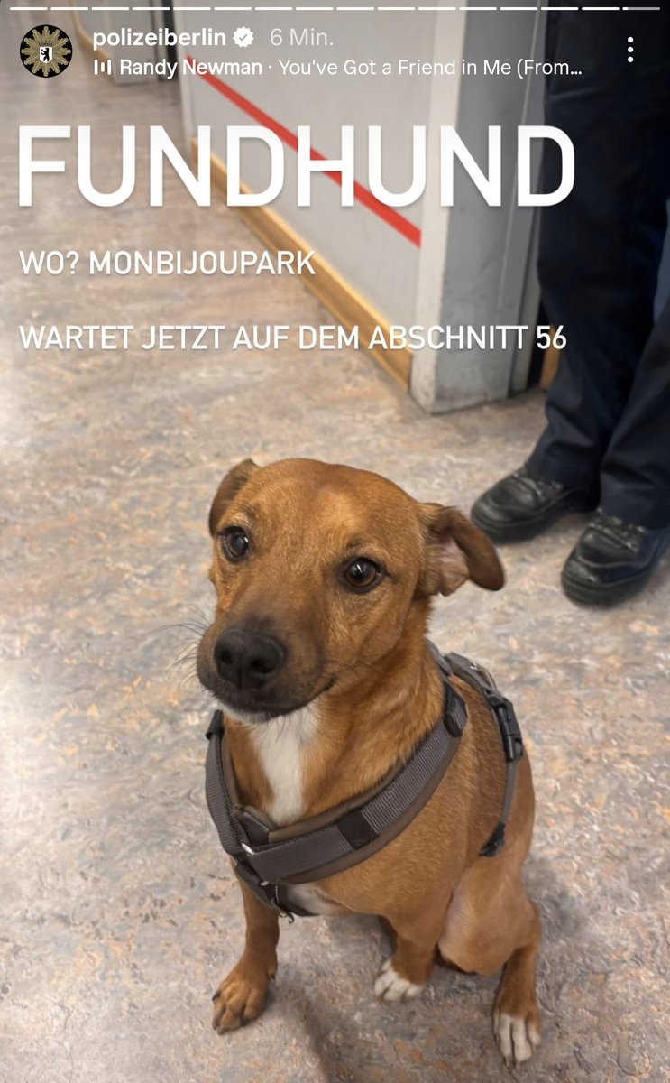LironeQueen's tweet photo. ++ #Fundhund ++

in #Berlin #Mitte am 29.04.25.
Befindet sich auf dem Berliner Polizei Abschnitt 56.

Original-Post auf Instagram via Polizei Berlin https://t.co/lmKNK4jcvg