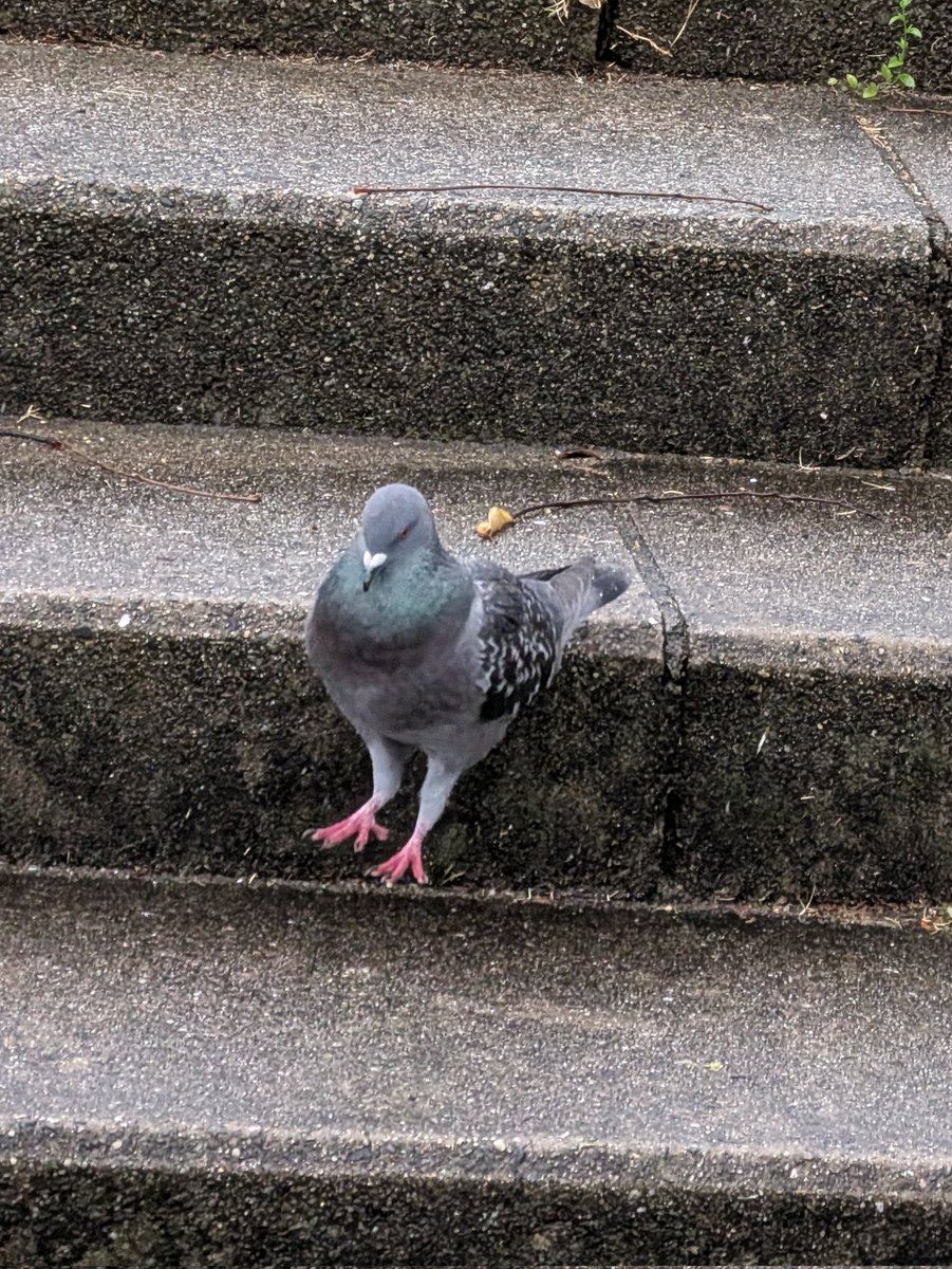 生物部活動報告 tweet media