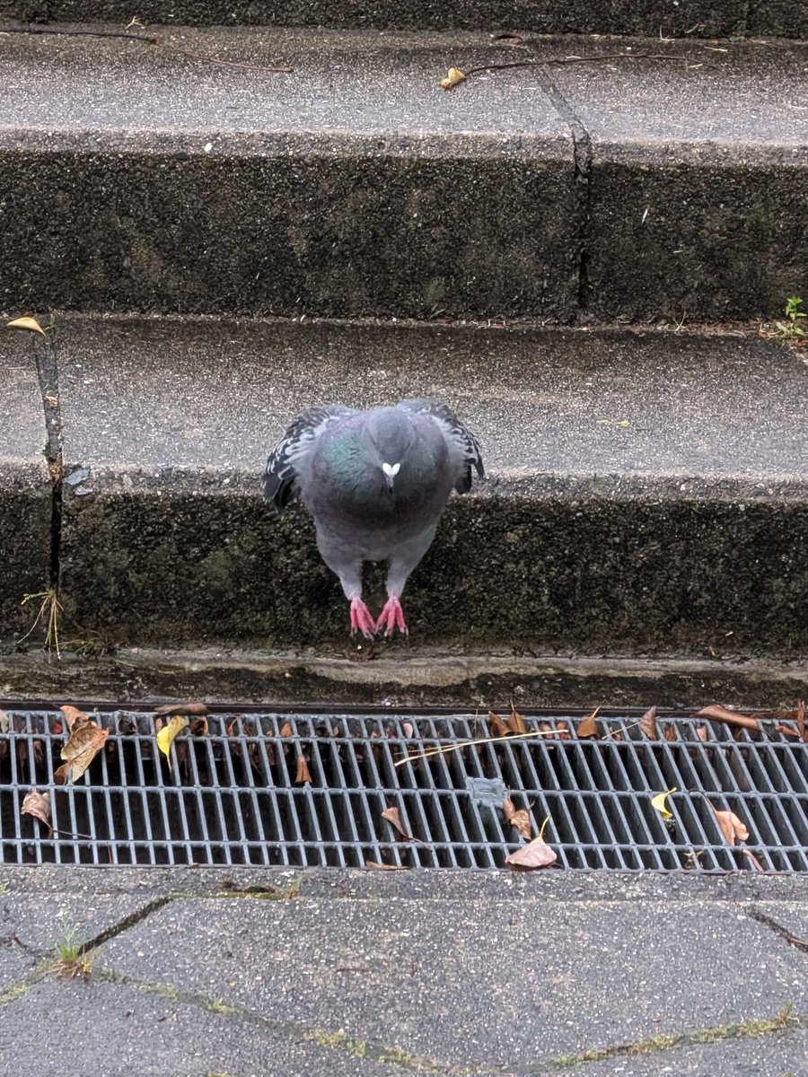 生物部活動報告 tweet media