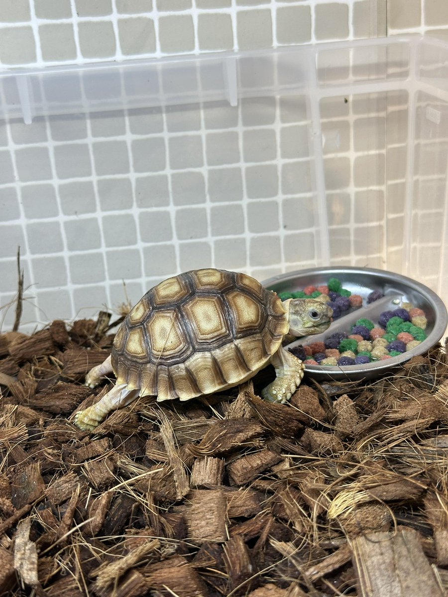 m_mitsuhiko0920's tweet image. 5/1(金)
朝食にレップカル
見るなってば😂

#リクガメ
#ケヅメリクガメ
#tortoise
#sulcata
