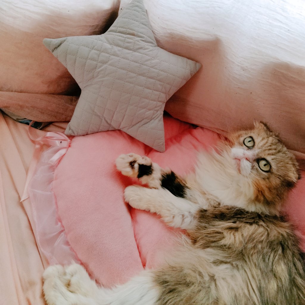 うさみん+ルニャ猫 tweet media