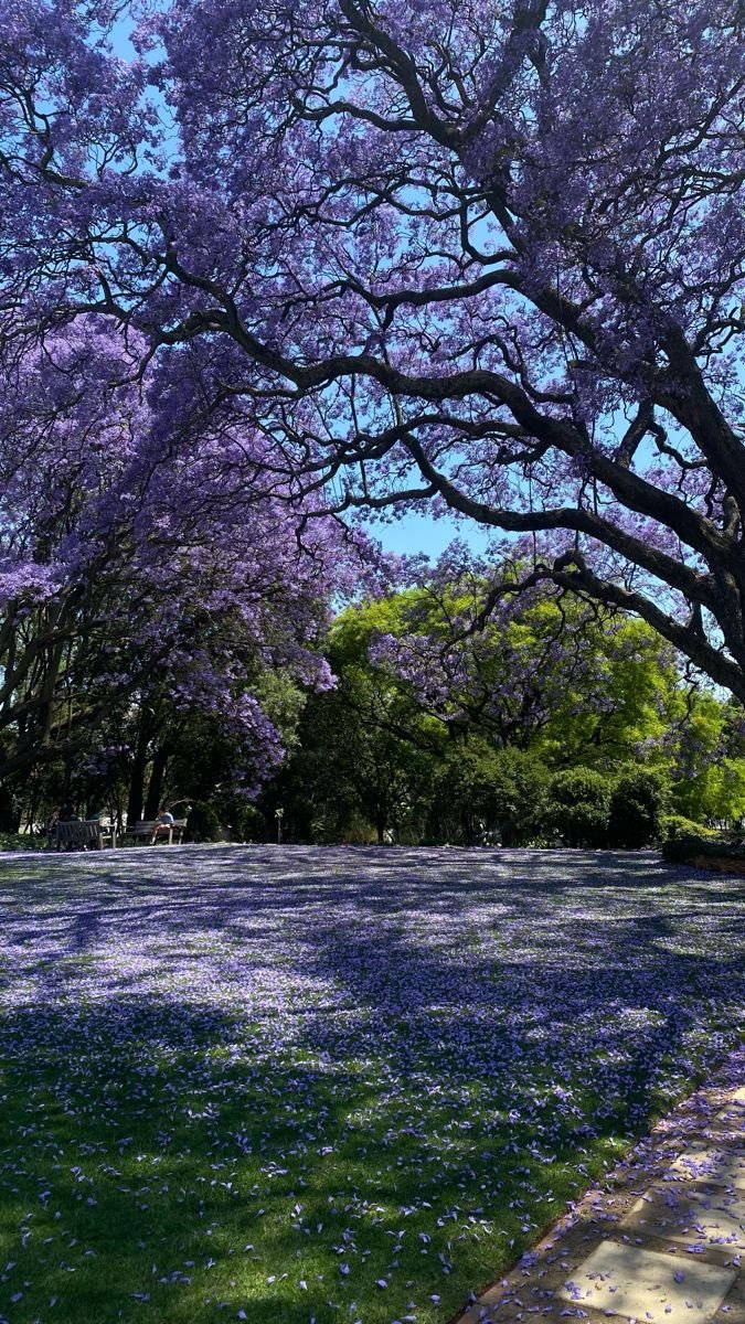 when the nature is purple 💜