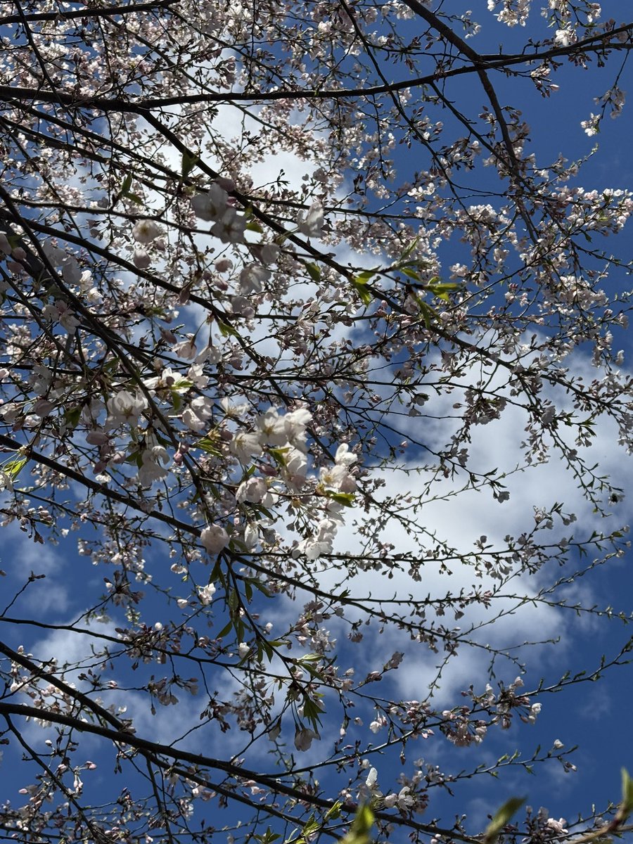 northernhights's tweet photo. أزهار الكرز 
تراقص الريح
وتعانق السماء 
ربيعٌ عابر..🌸

#MyCam📸 https://t.co/bo2pA1a6JJ