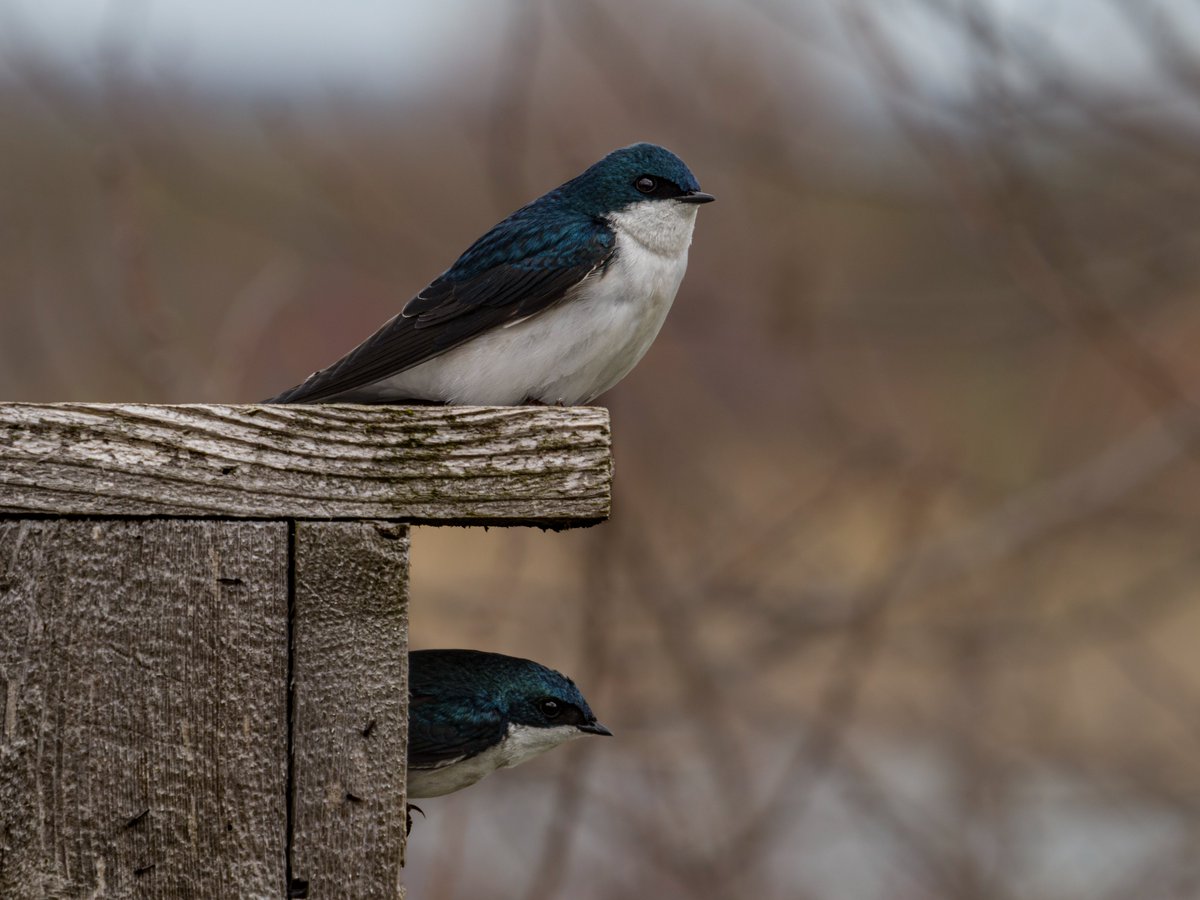 #SeasonOfHappiness Tree Swallows looking for housing in Toronto at Tommy Thompson Park on the Leslie Spit.