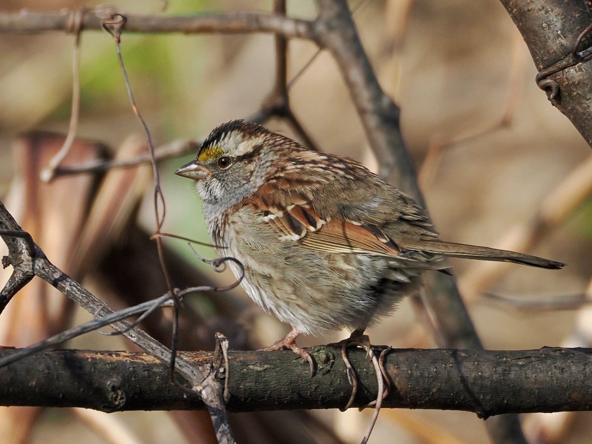 mawgdn's tweet image. The sweet White-throated #sparrows are still here 🤍🤎💛 I am told they tend to disappear after Mother's Day. It was lovely to have them through the winter ❆ #SparrowSunday #birdwatching Hudson River Walkway in Bayonne 04/23/26