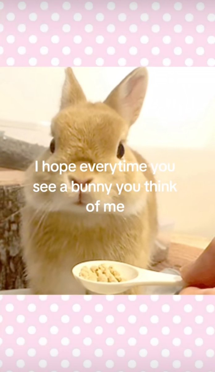 Bunn1es__'s tweet image. #bunny