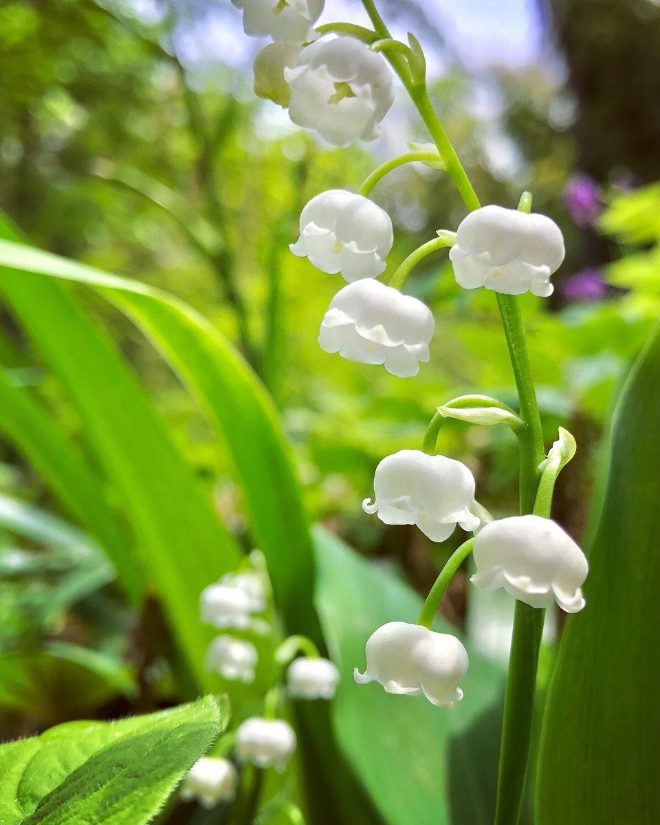 柔らかな風香る🍃
　　皐月を迎えて🌱🤍🍀