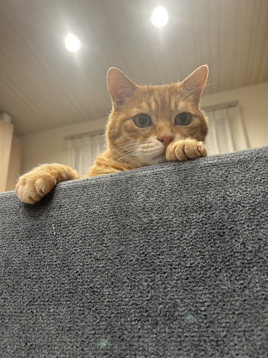 mi_na0121's tweet photo. にゃ〜ん
#猫好きさんと繋がりたい
#茶トラ https://t.co/HFeIC8T9Z5