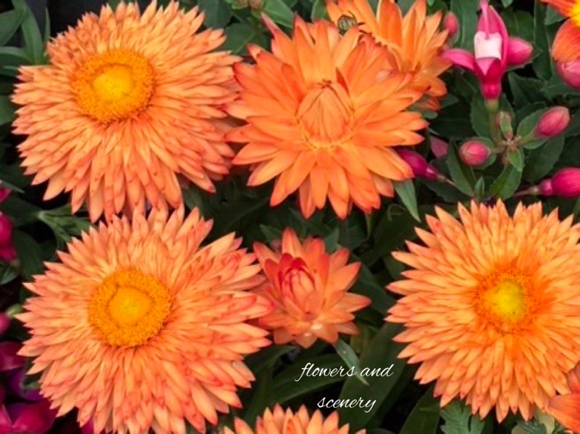 twisinthe5's tweet image. Morning! Have a wonderful weekend everyone!

#Weekendvibes
#Saturday