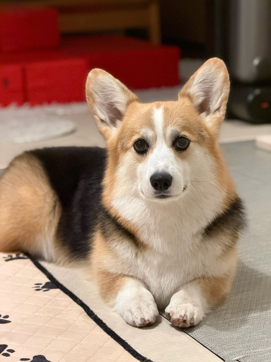 elmoelmodog tweet media