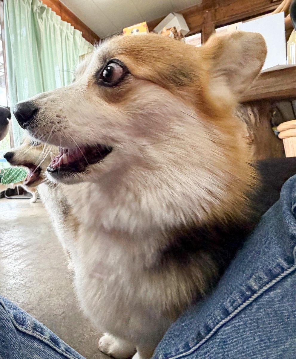 elmoelmodog tweet media